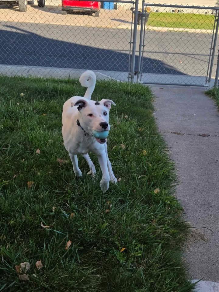 Harlequin, Adoptable, Young Female Border Collie & Belgian Shepherd / Malinois.