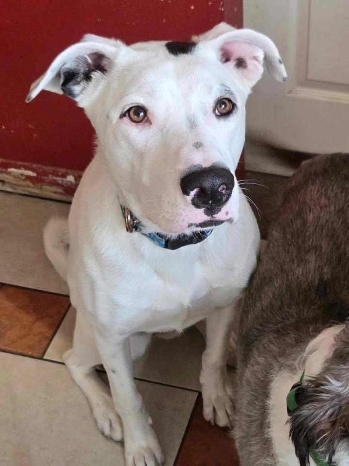 Harlequin, a Adoptable mixed breed in Prineville, OR image 2/4