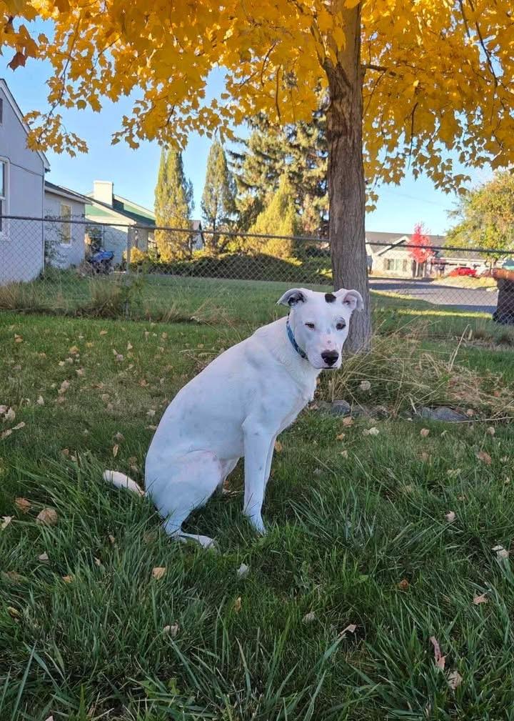 Harlequin, a Adoptable mixed breed in Prineville, OR image 3/4