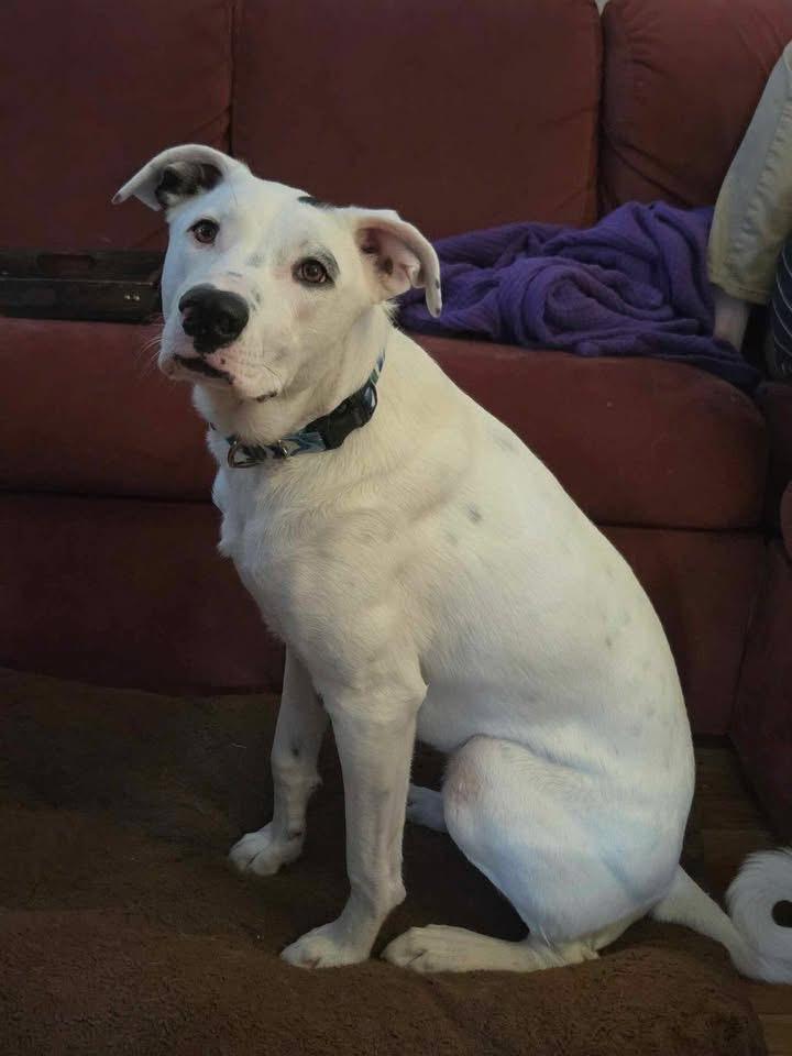 Harlequin, a Adoptable mixed breed in Prineville, OR image 4/4
