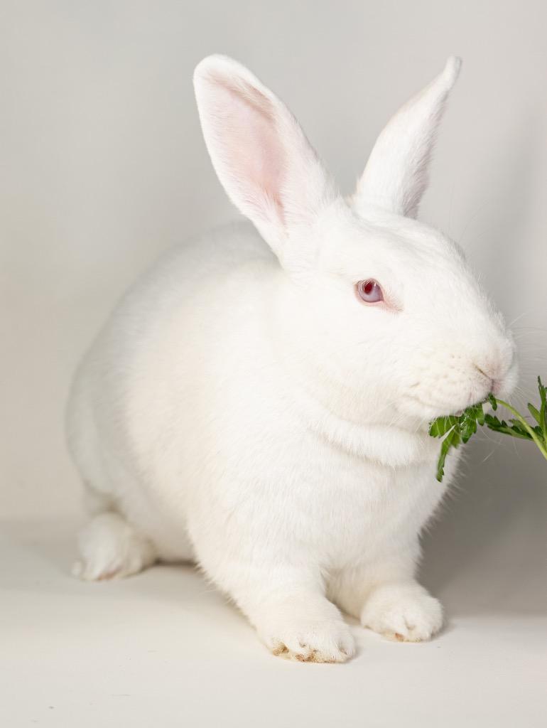 Enlarge Bailey, a Adoptable New Zealand in San Francisco, CA image 1/6