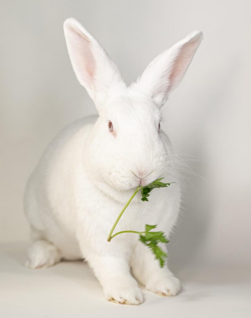 Enlarge Bailey, a Adoptable New Zealand in San Francisco, CA image 1/6