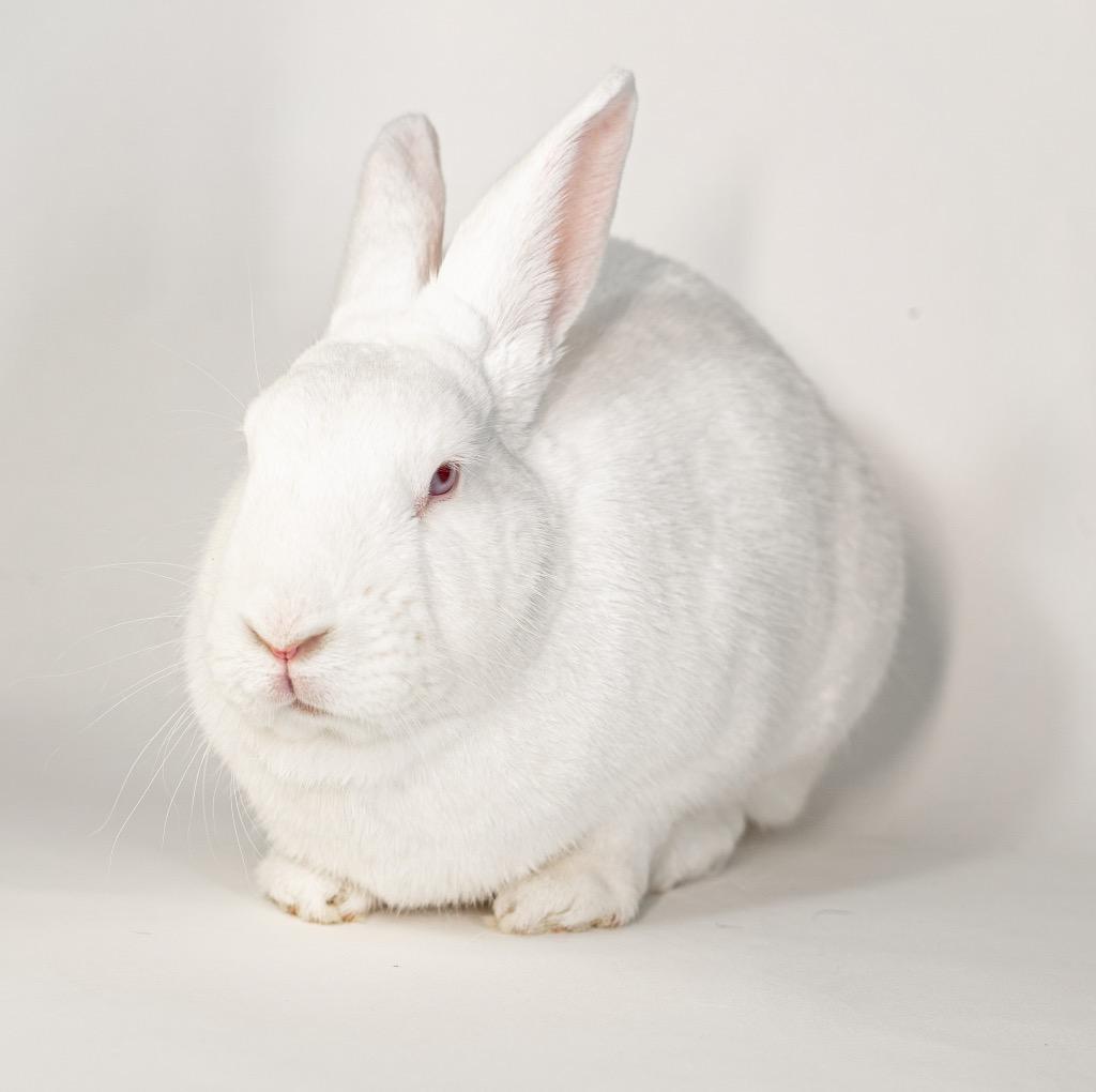 Enlarge Bailey, a Adoptable New Zealand in San Francisco, CA image 3/6