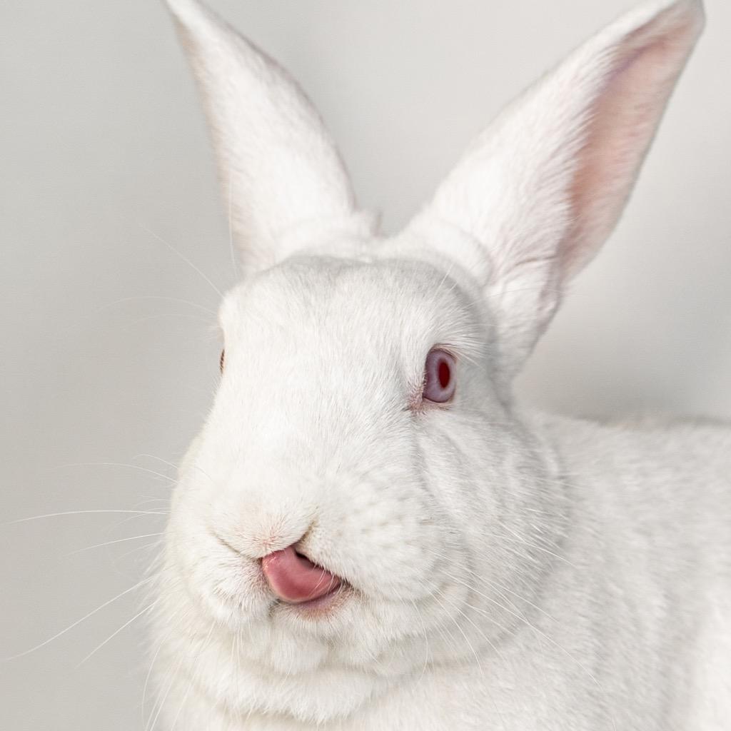 Enlarge Bailey, a Adoptable New Zealand in San Francisco, CA image 4/6