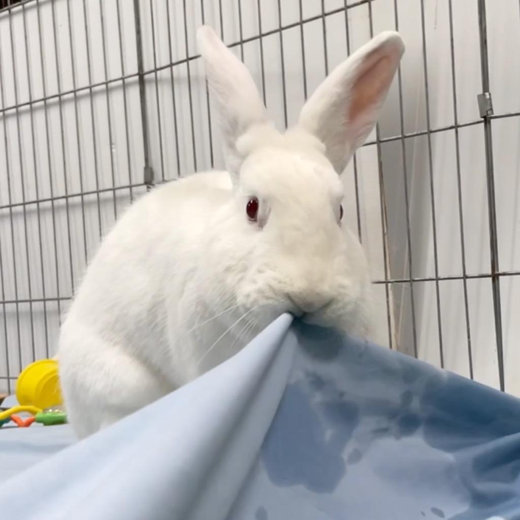 Enlarge Bailey, a Adoptable New Zealand in San Francisco, CA image 6/6