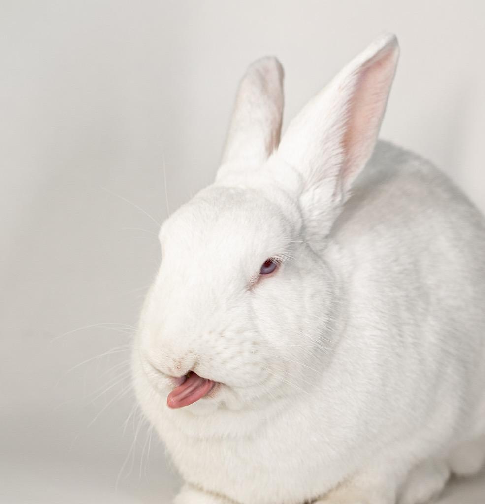 Bailey, a Adoptable New Zealand in San Francisco, CA image 6/6