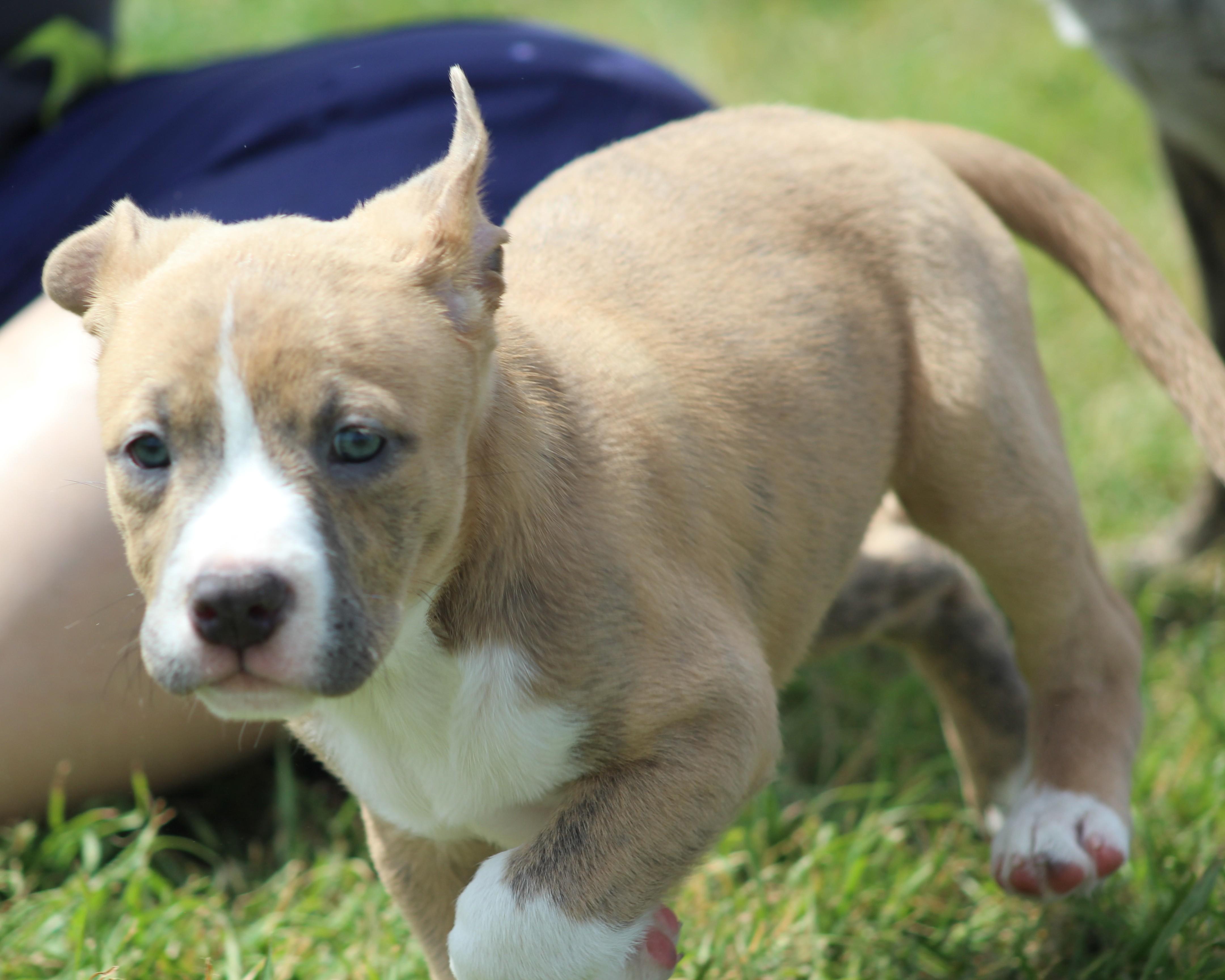 Enlarge Simon, an adopted mixed breed in Temple, TX image 4/6