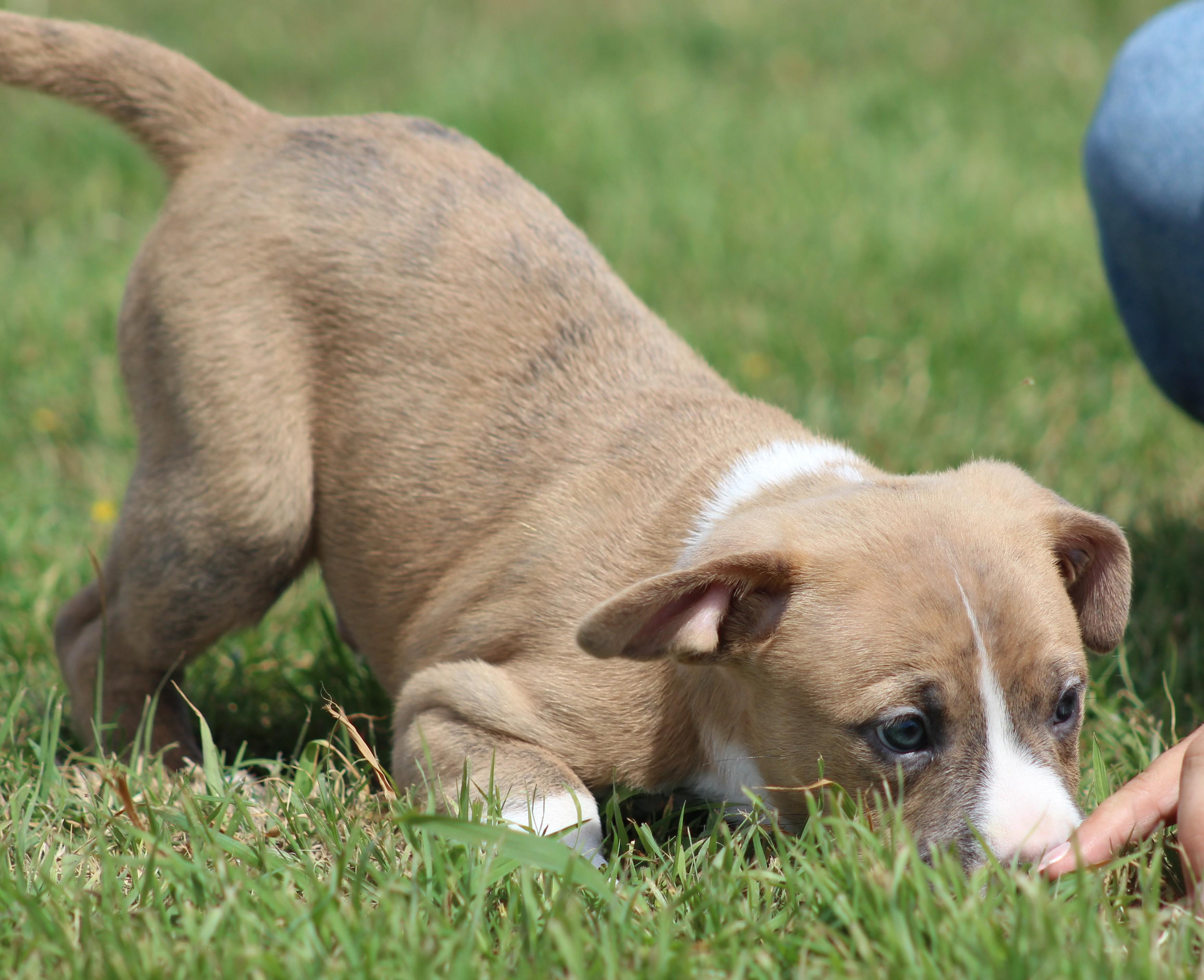 Enlarge Simon, an adopted mixed breed in Temple, TX image 3/6