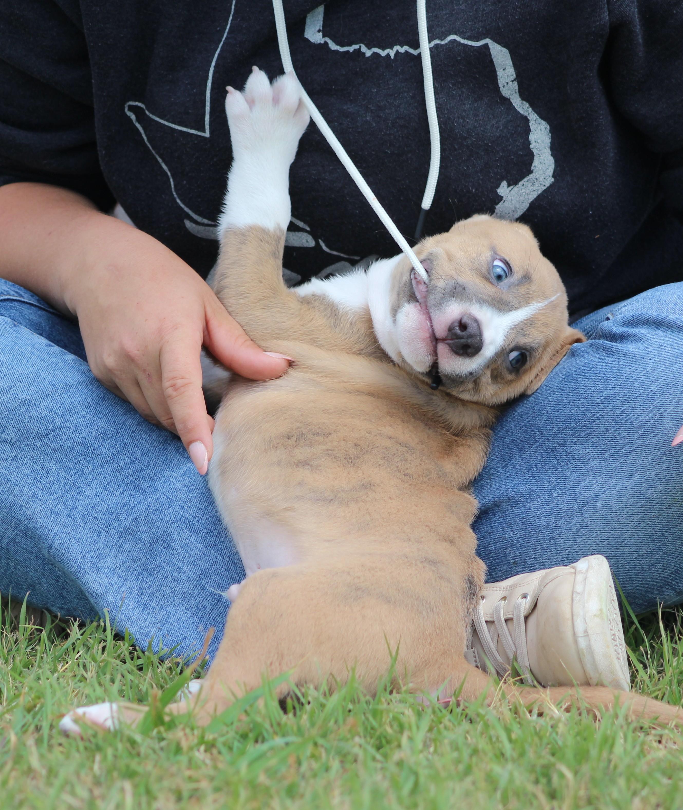 Simon, adopted, Puppy Male Pit Bull Terrier & Mixed Breed.