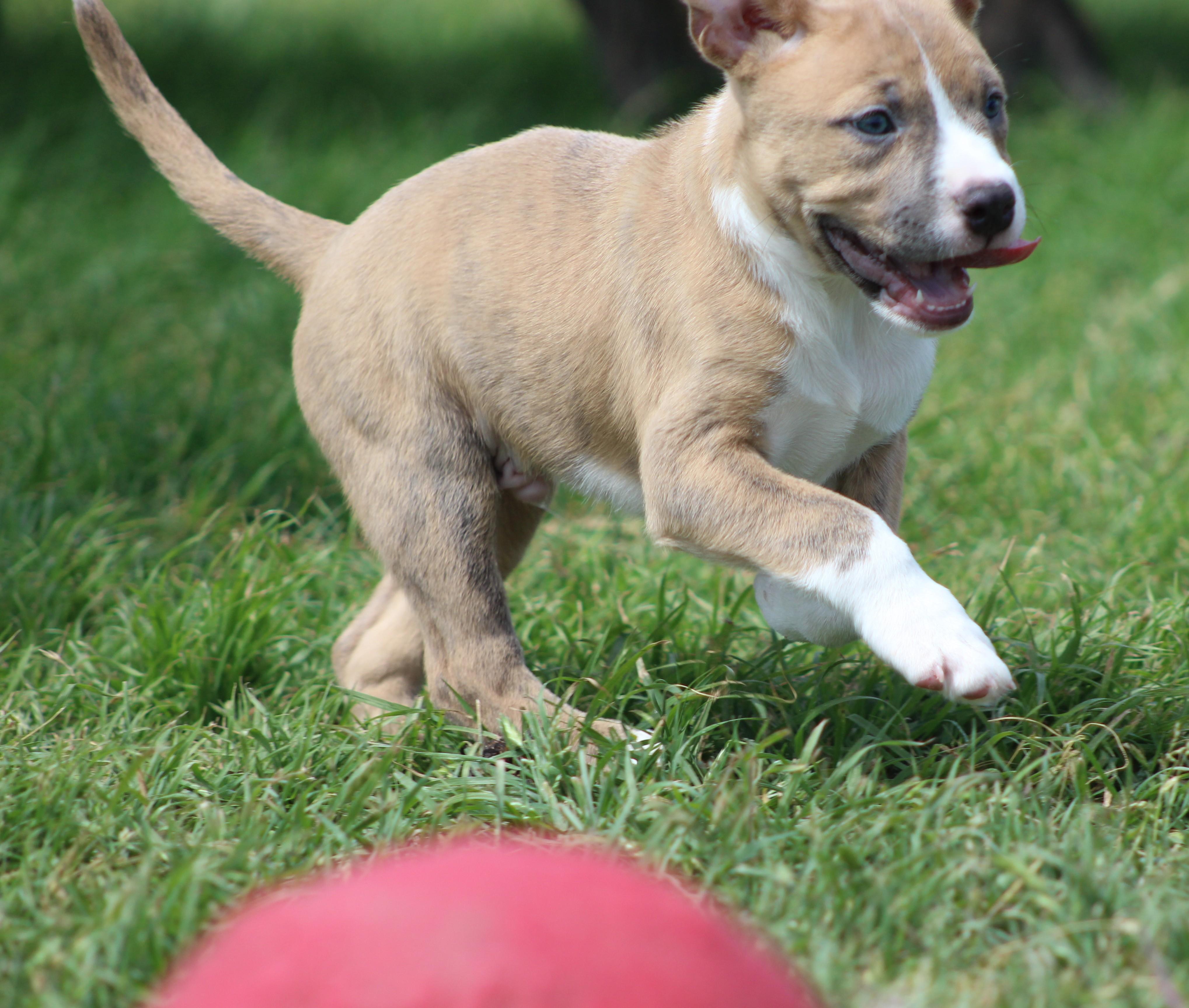 Enlarge Simon, an adopted mixed breed in Temple, TX image 5/6