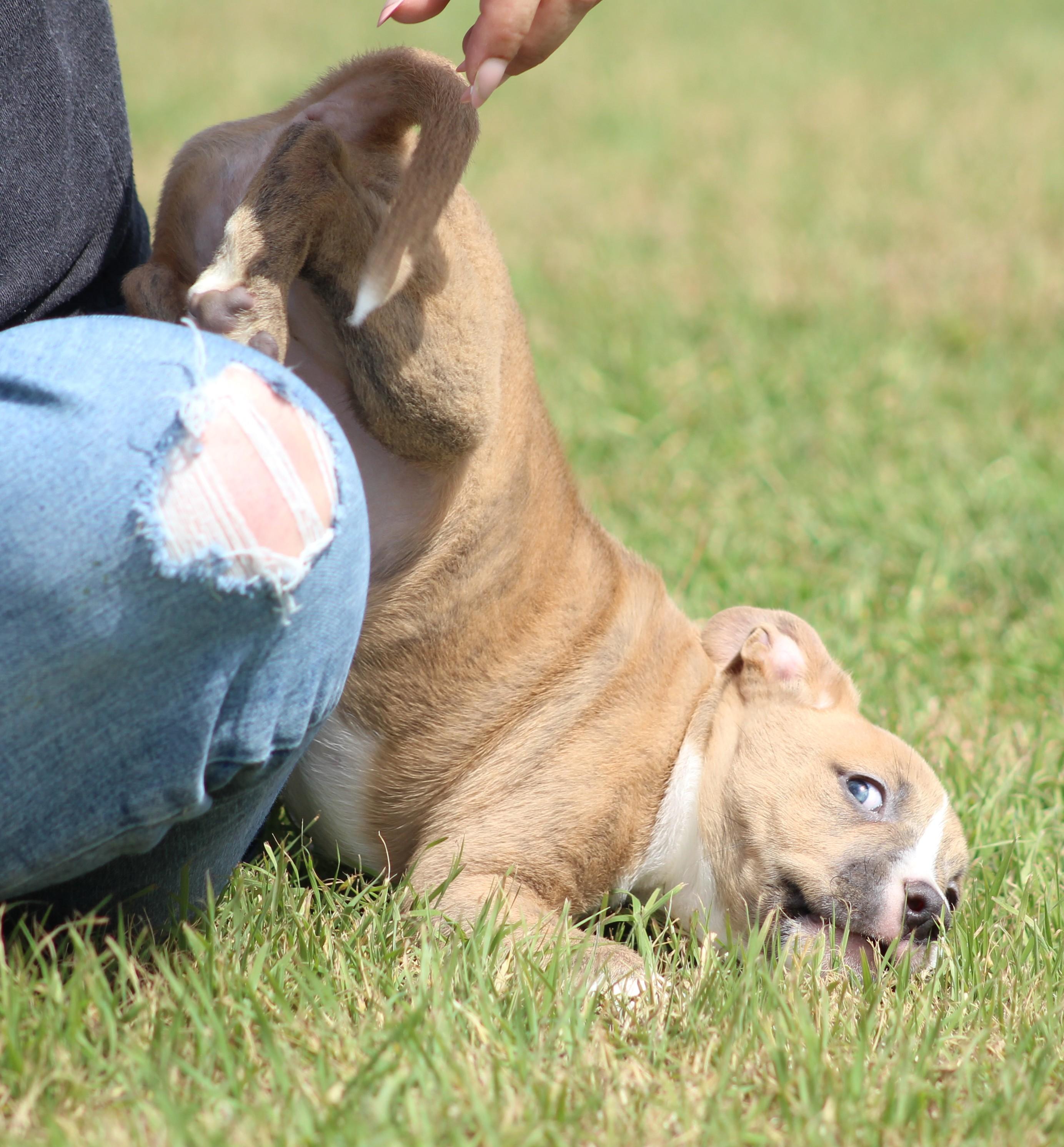 Enlarge Simon, an adopted mixed breed in Temple, TX image 2/6