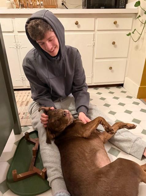 Enlarge NITROGEN, a Adoptable mixed breed in Louisville, KY image 1/1