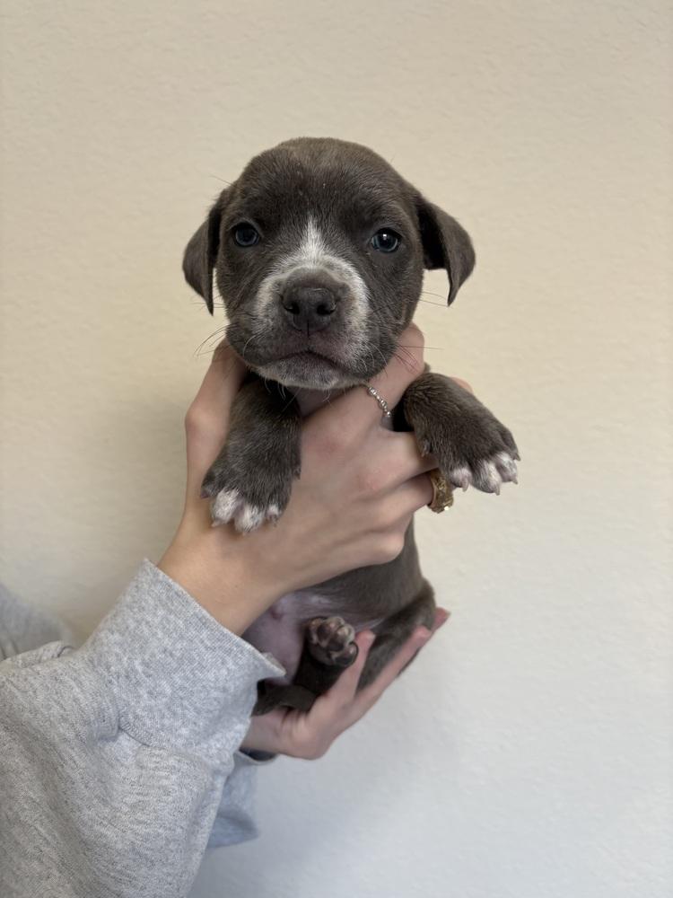 Moscato, Adoptable, Puppy Female Pit Bull Terrier & American Staffordshire Terrier.