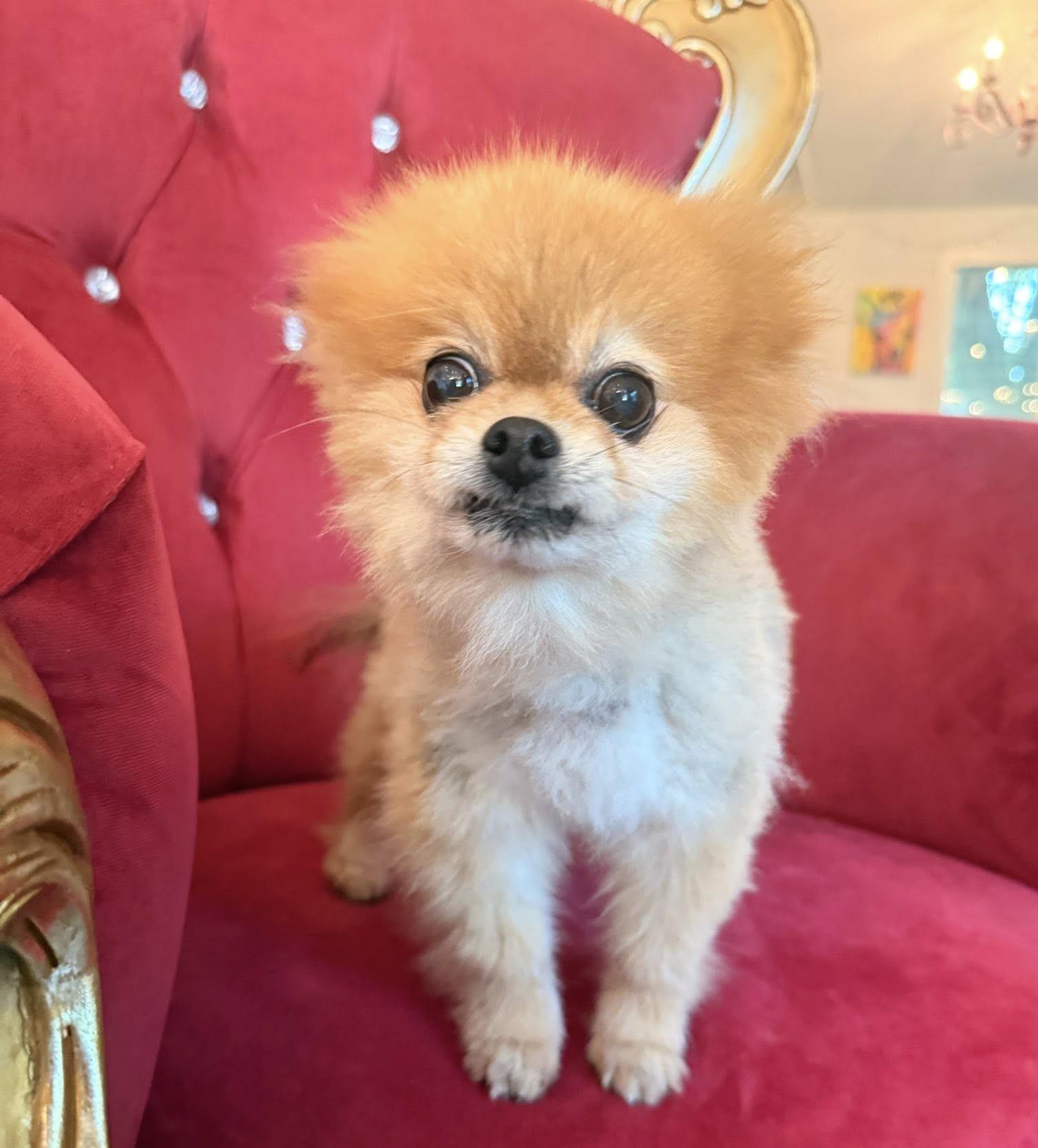Scruffles, adopted, Senior Female Pomeranian.