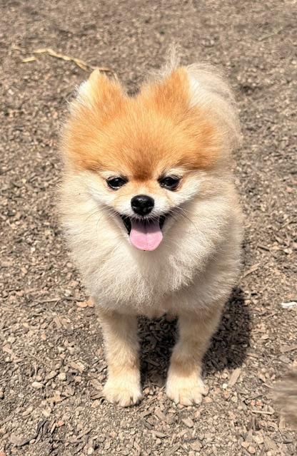 Enlarge Scruffles, an adopted Pomeranian in Santa Rosa, CA image 3/5