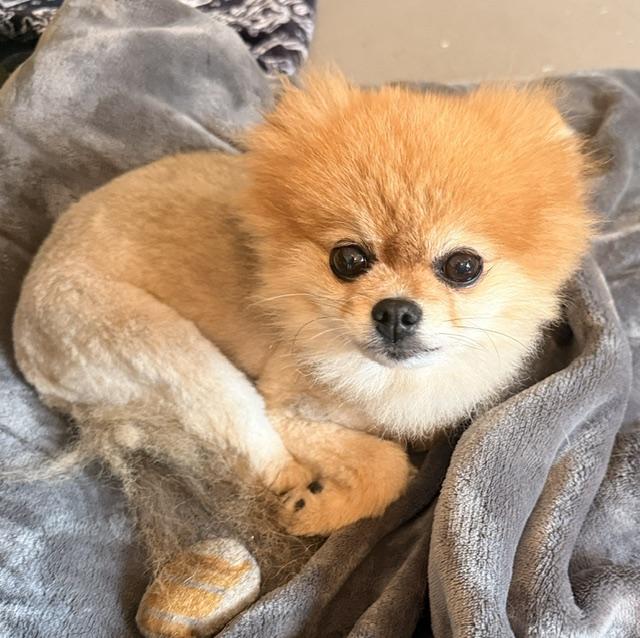 Enlarge Scruffles, an adopted Pomeranian in Santa Rosa, CA image 2/5