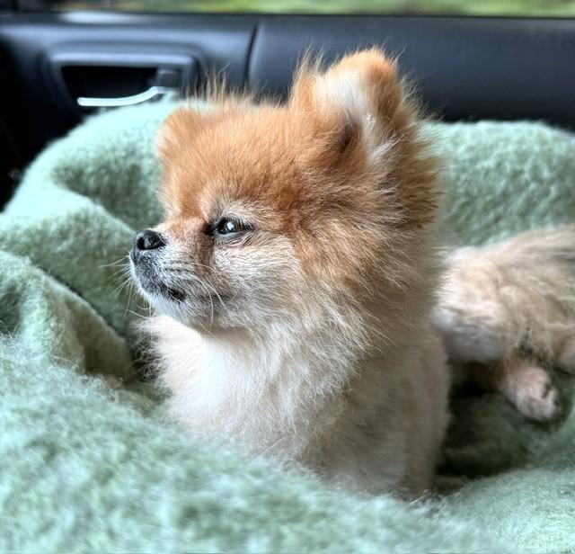 Enlarge Scruffles, an adopted Pomeranian in Santa Rosa, CA image 5/5