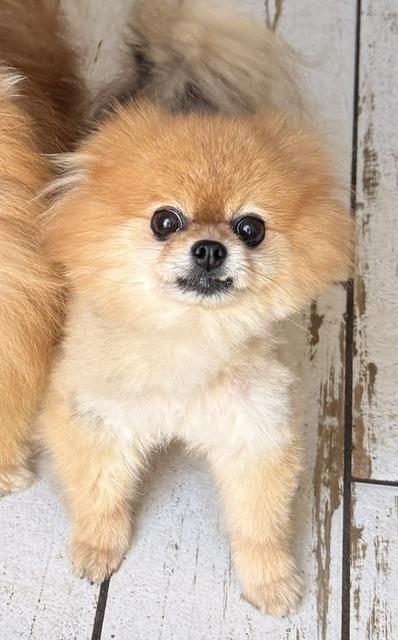 Enlarge Scruffles, an adopted Pomeranian in Santa Rosa, CA image 4/5