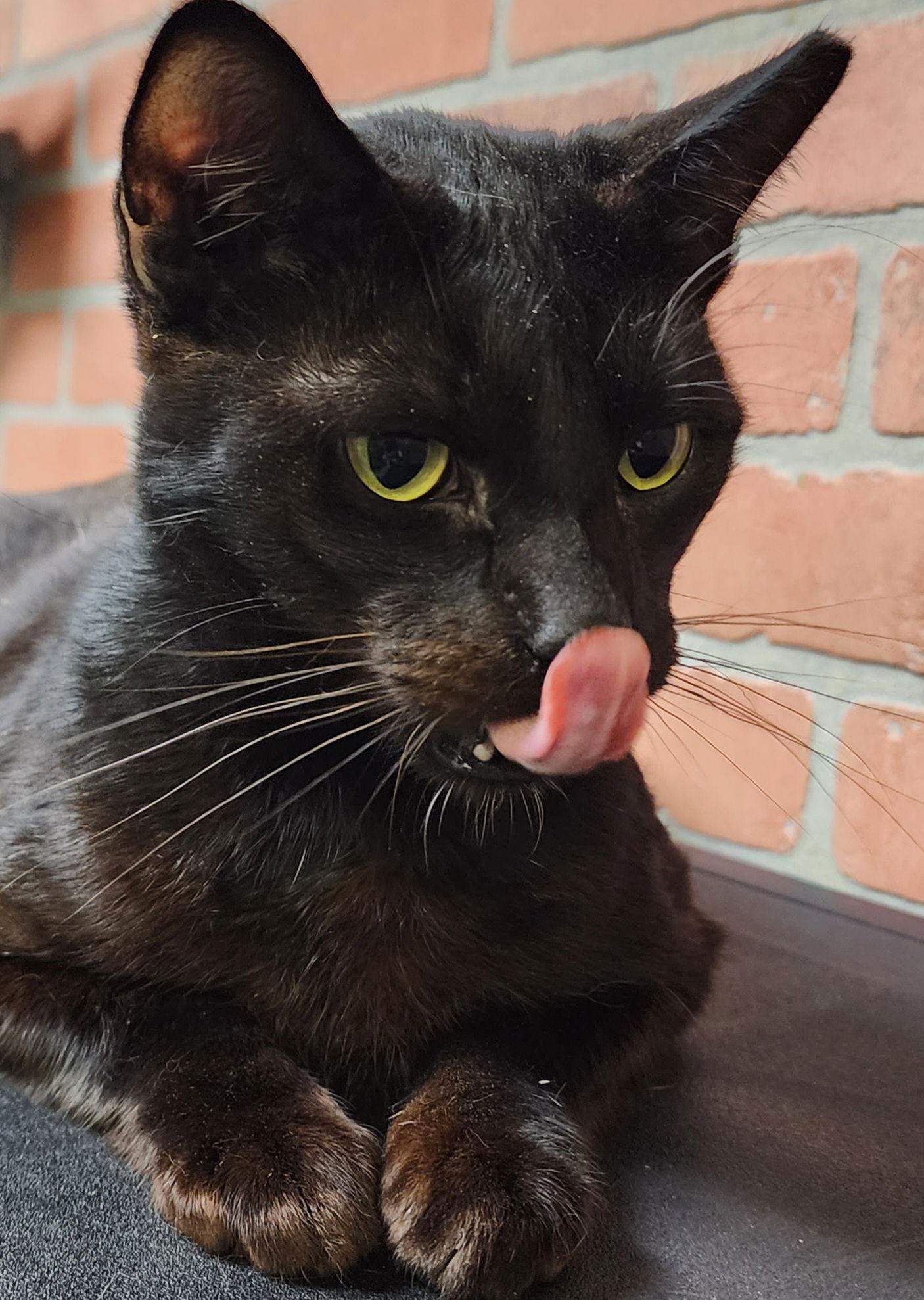 Enlarge Coco Boy, a Adoptable Domestic Short Hair in Margate, FL image 2/3