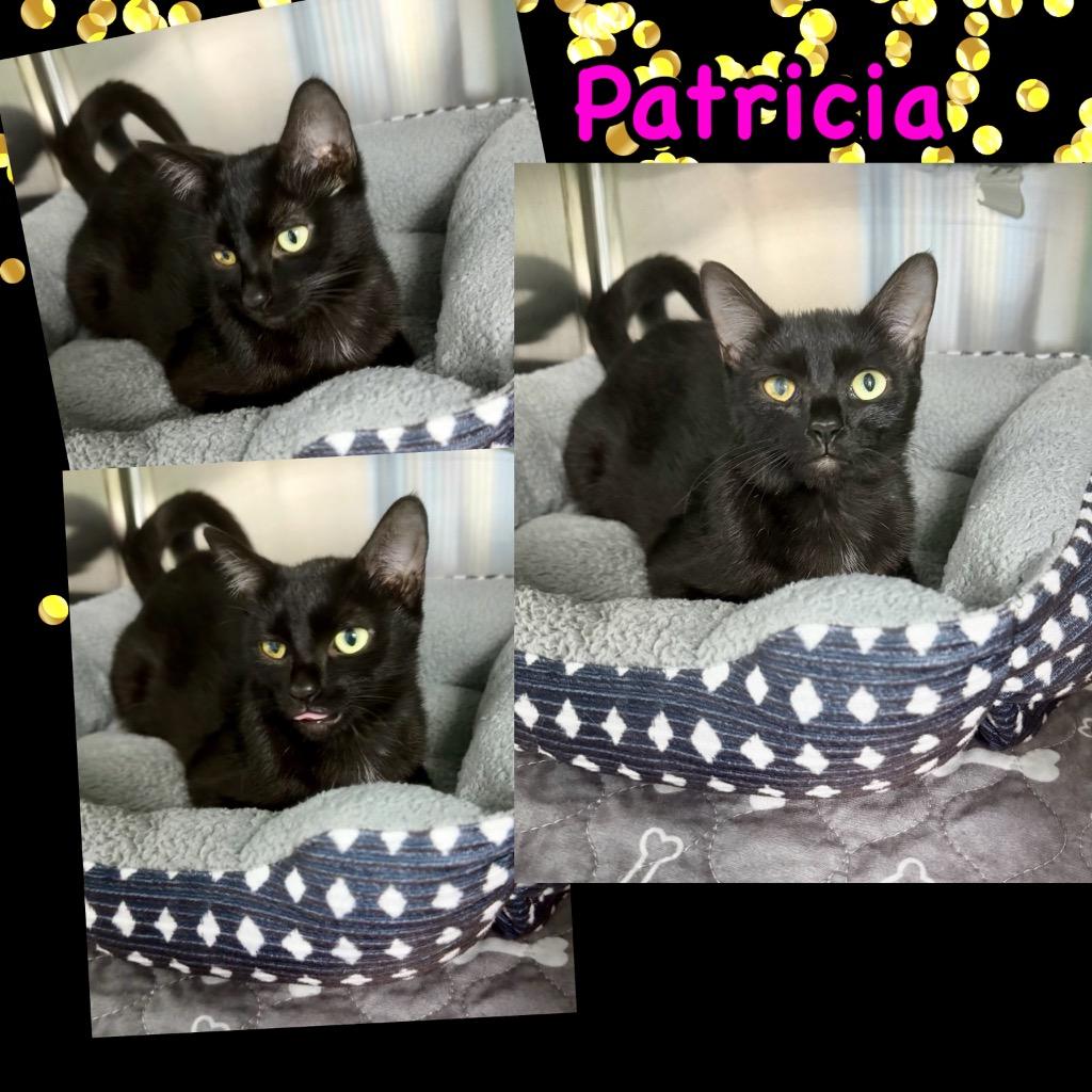 Patricia, Adoptable, Young Female Domestic Short Hair.