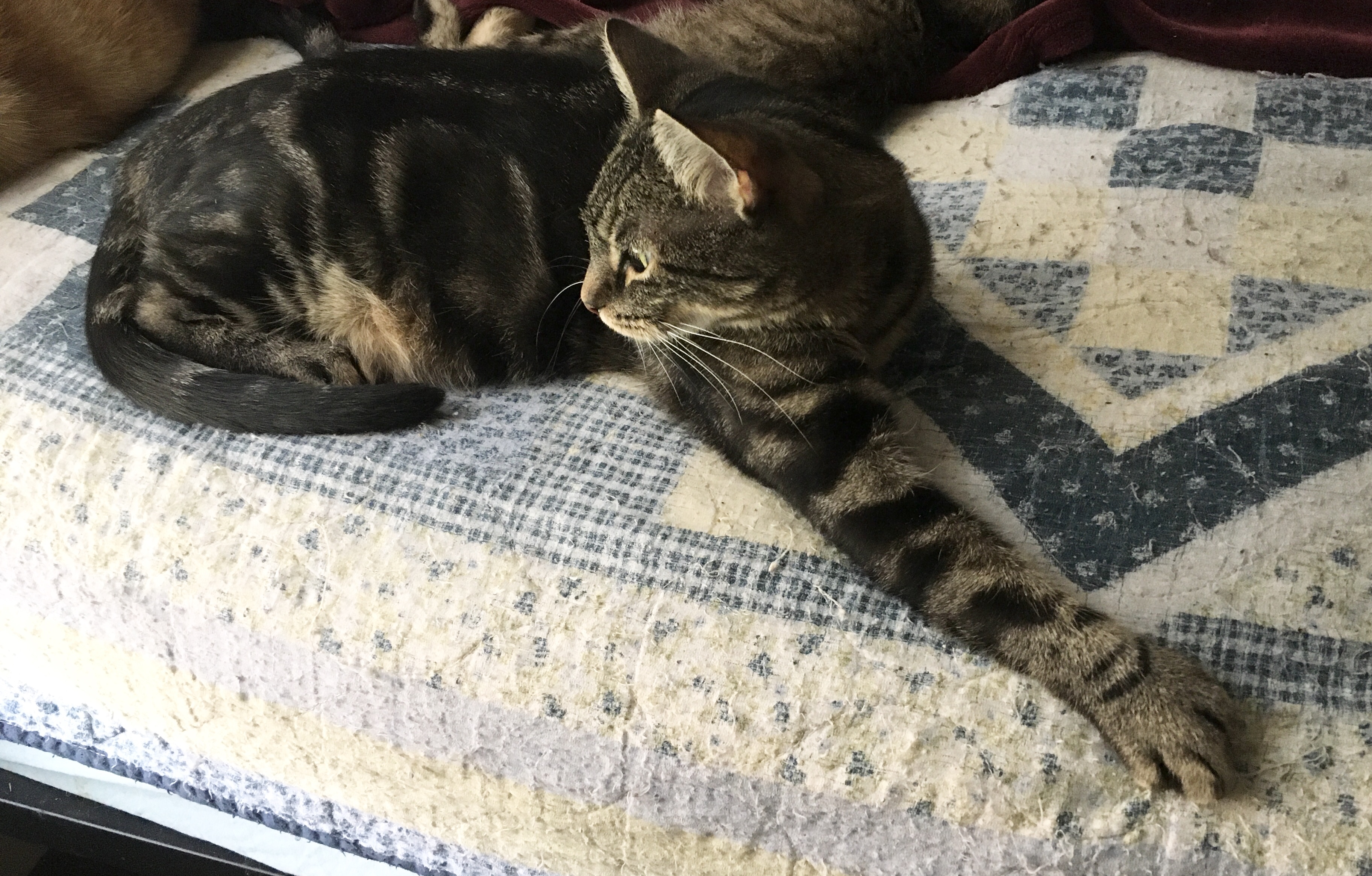 Katy Perry, a Adoptable mixed breed in Tustin, CA image 1/8