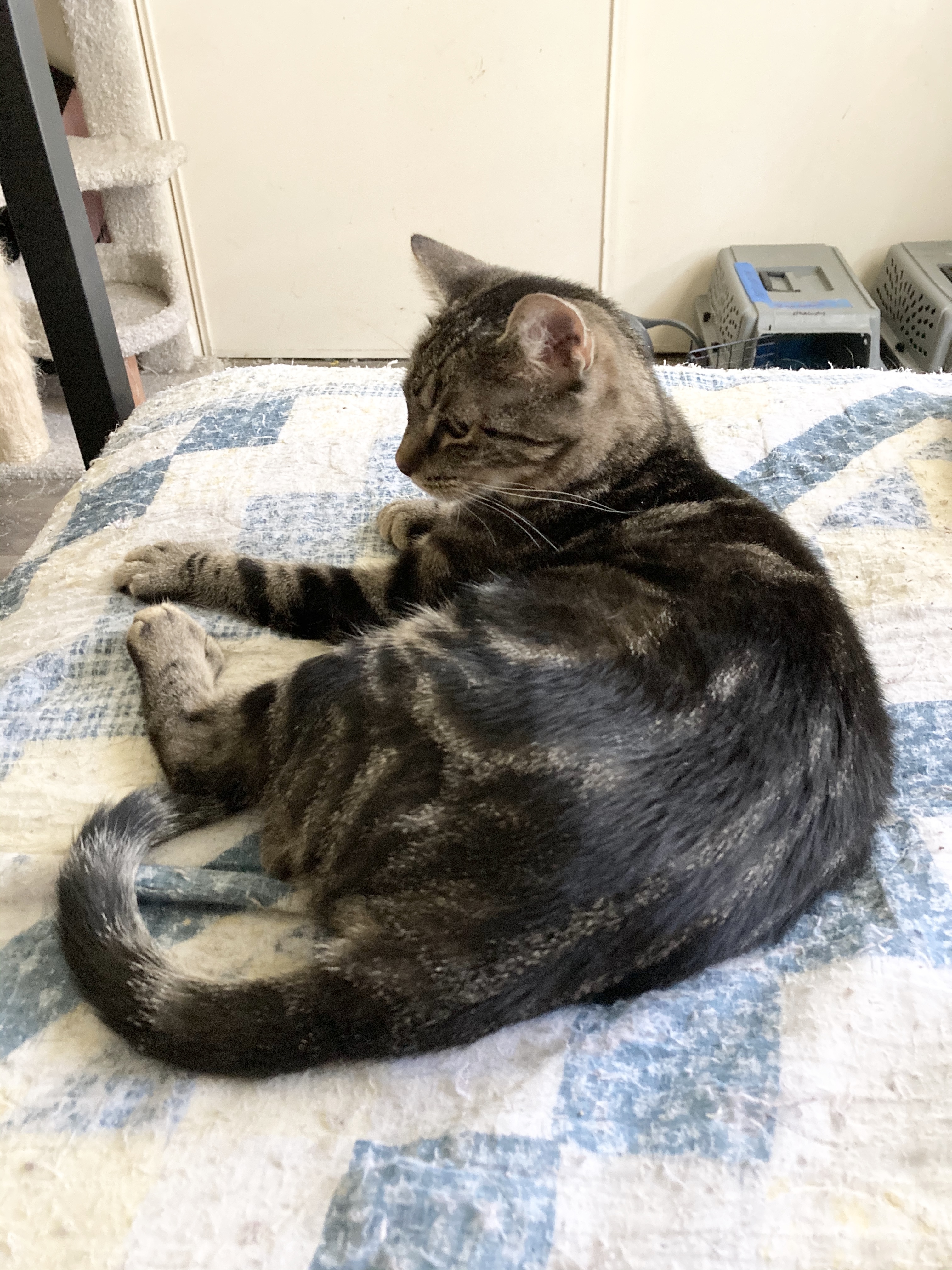 Katy Perry, a Adoptable mixed breed in Tustin, CA image 2/8