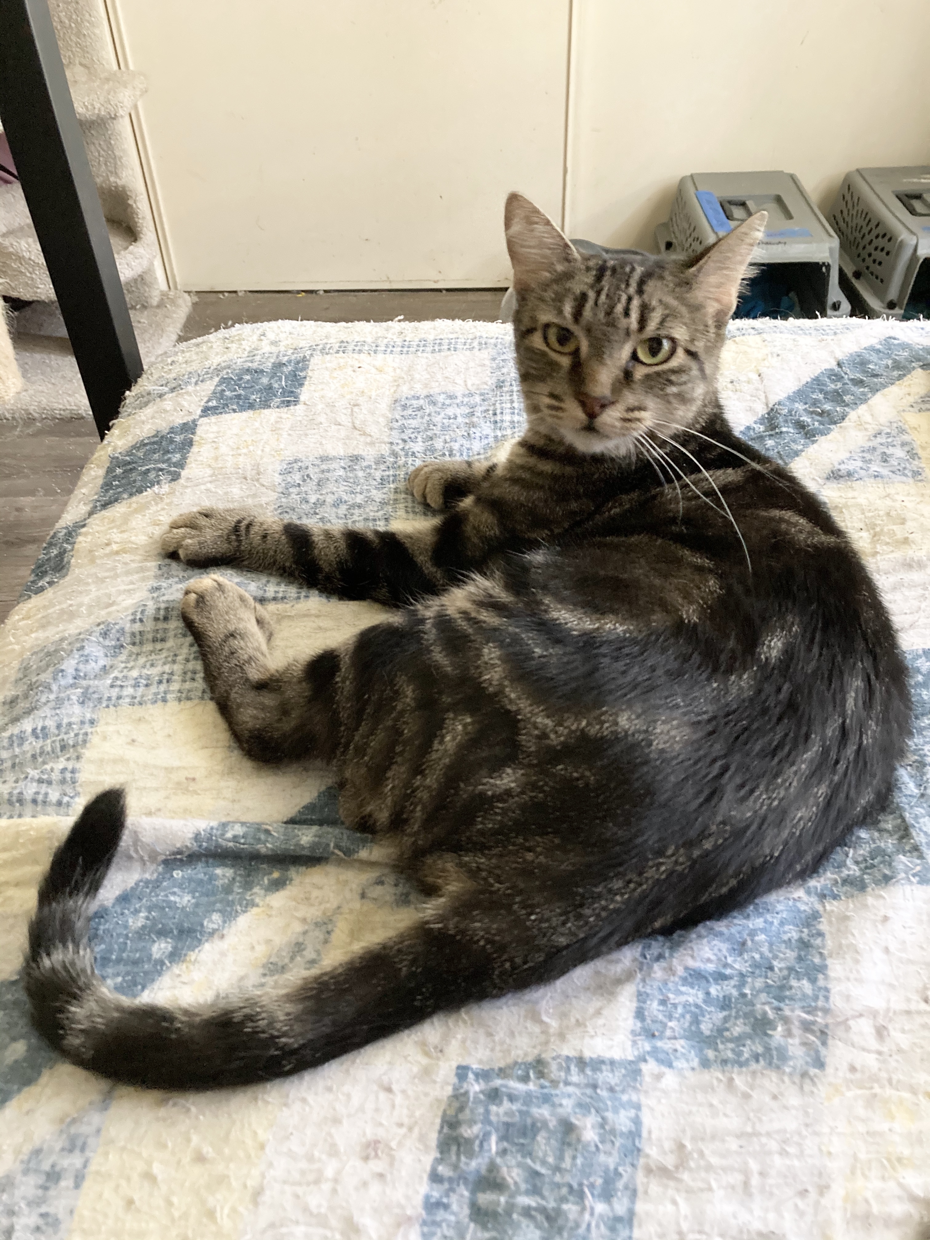 Katy Perry, a Adoptable mixed breed in Tustin, CA image 3/8