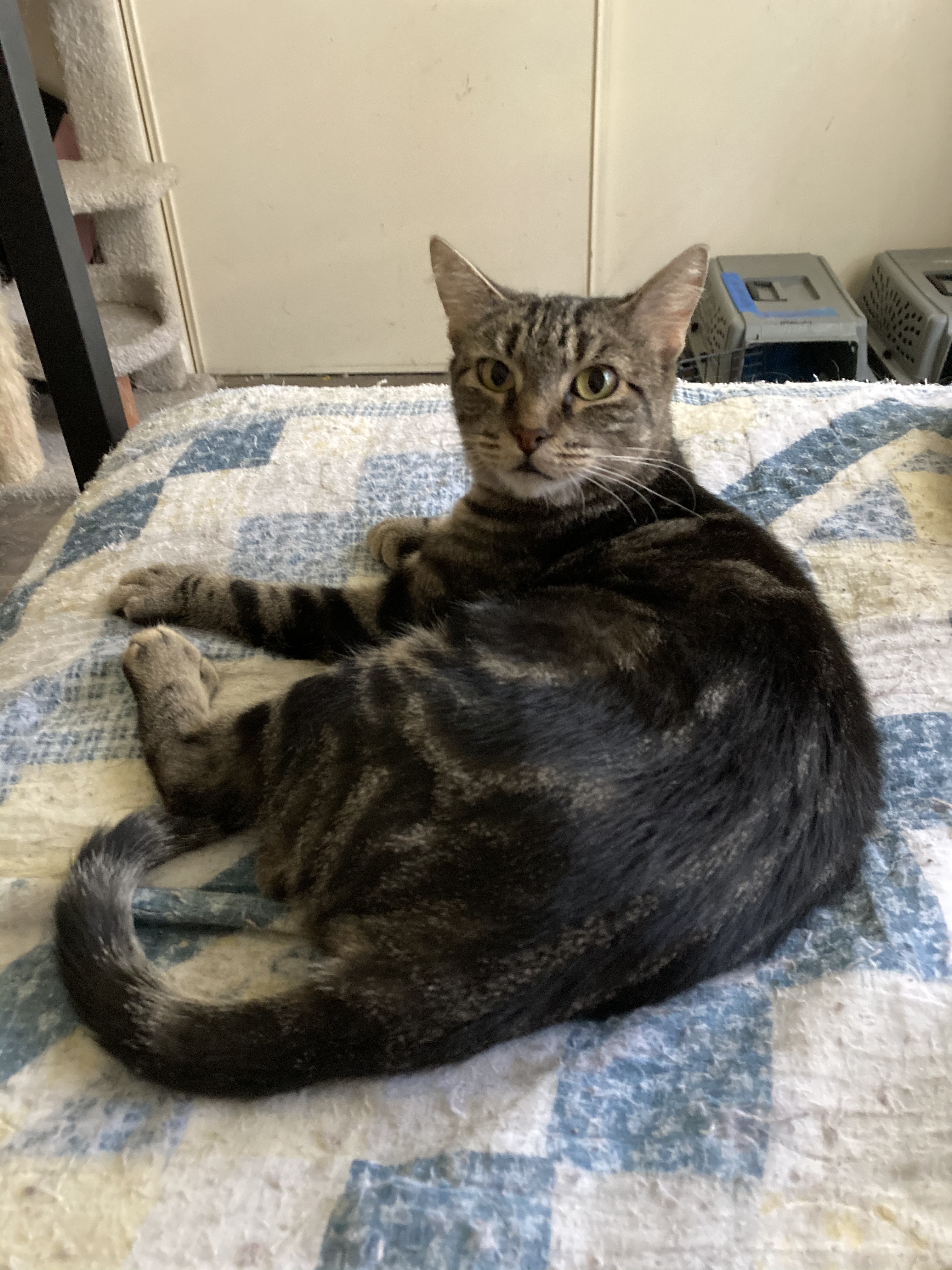 Katy Perry, a Adoptable mixed breed in Tustin, CA image 4/8