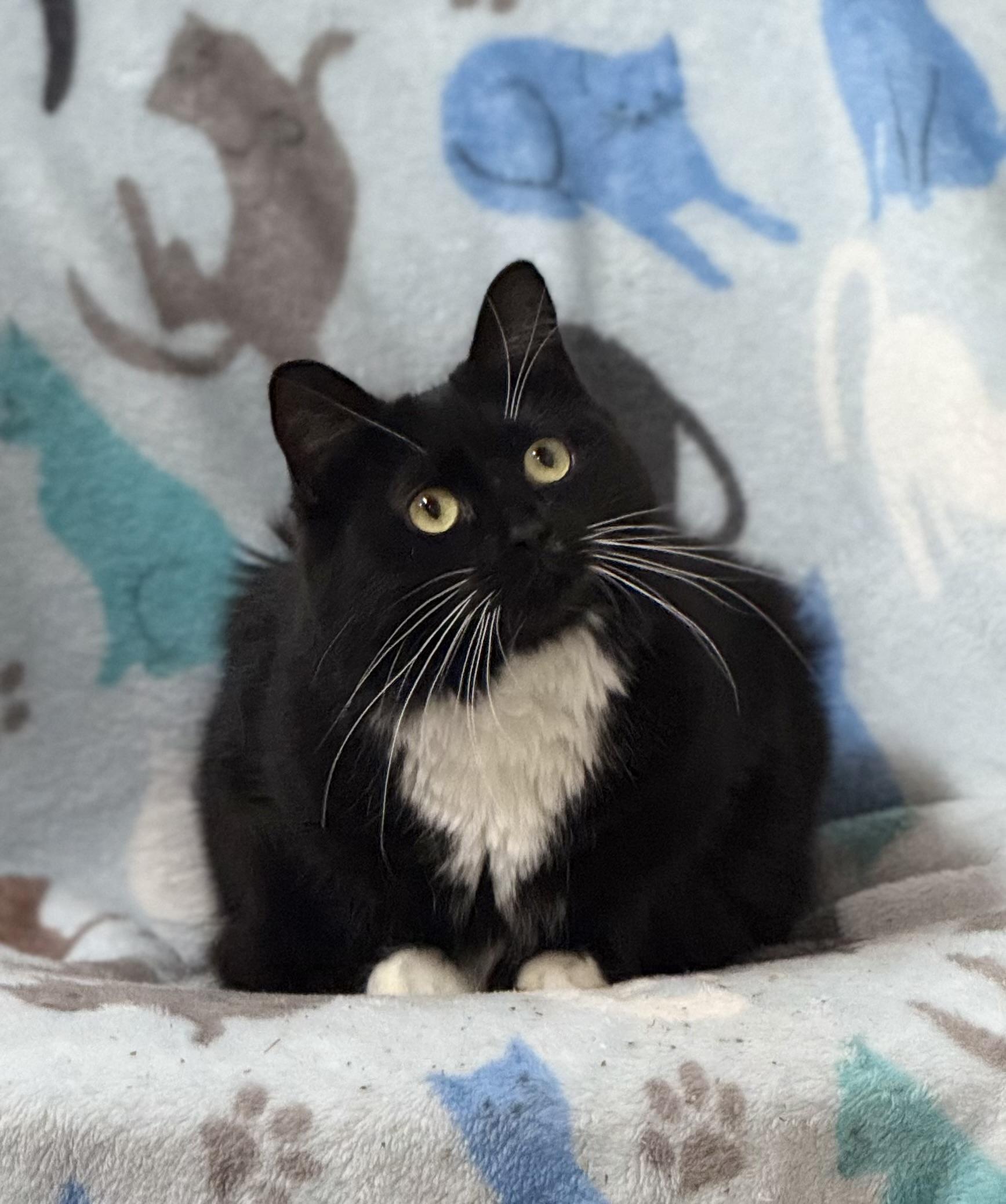 Missy, a Adoptable Domestic Medium Hair in Johnston, RI image 1/3