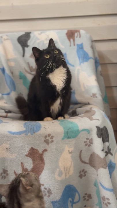 Enlarge Missy, a Adoptable Domestic Medium Hair in Johnston, RI video 2/3