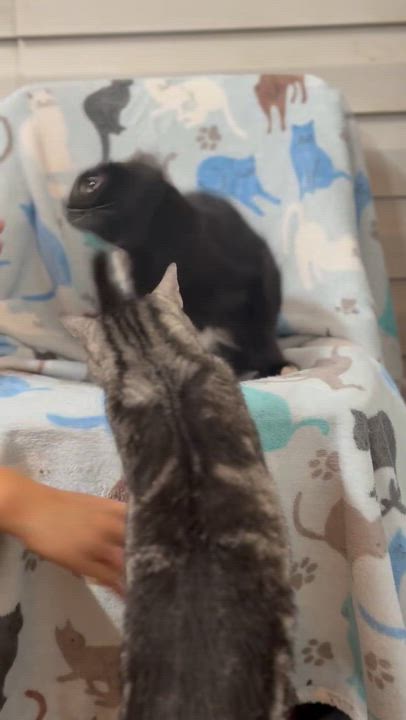 Enlarge Missy, a Adoptable Domestic Medium Hair in Johnston, RI video 3/3