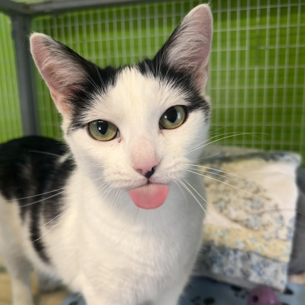 Karina, Adoptable, Adult Female Domestic Short Hair.