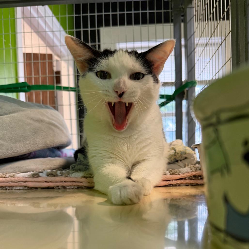 Enlarge Karina, a Adoptable Domestic Short Hair in Edwardsville, IL image 2/6