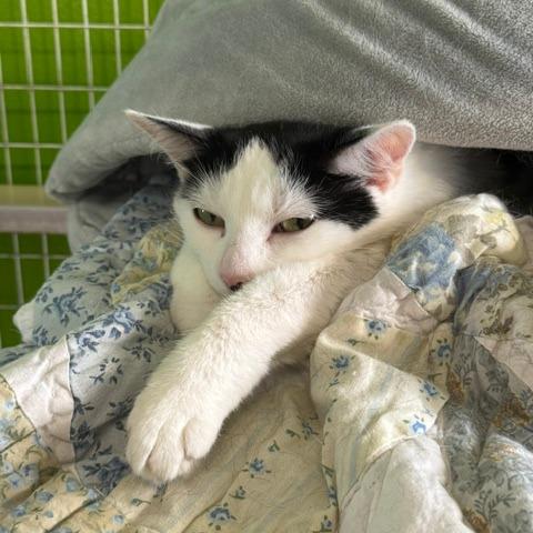 Karina, Adoptable, Adult Female Domestic Short Hair.