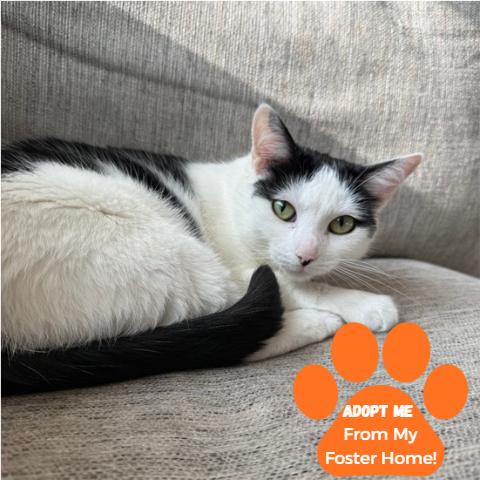 Karina, Adoptable, Adult Female Domestic Short Hair.