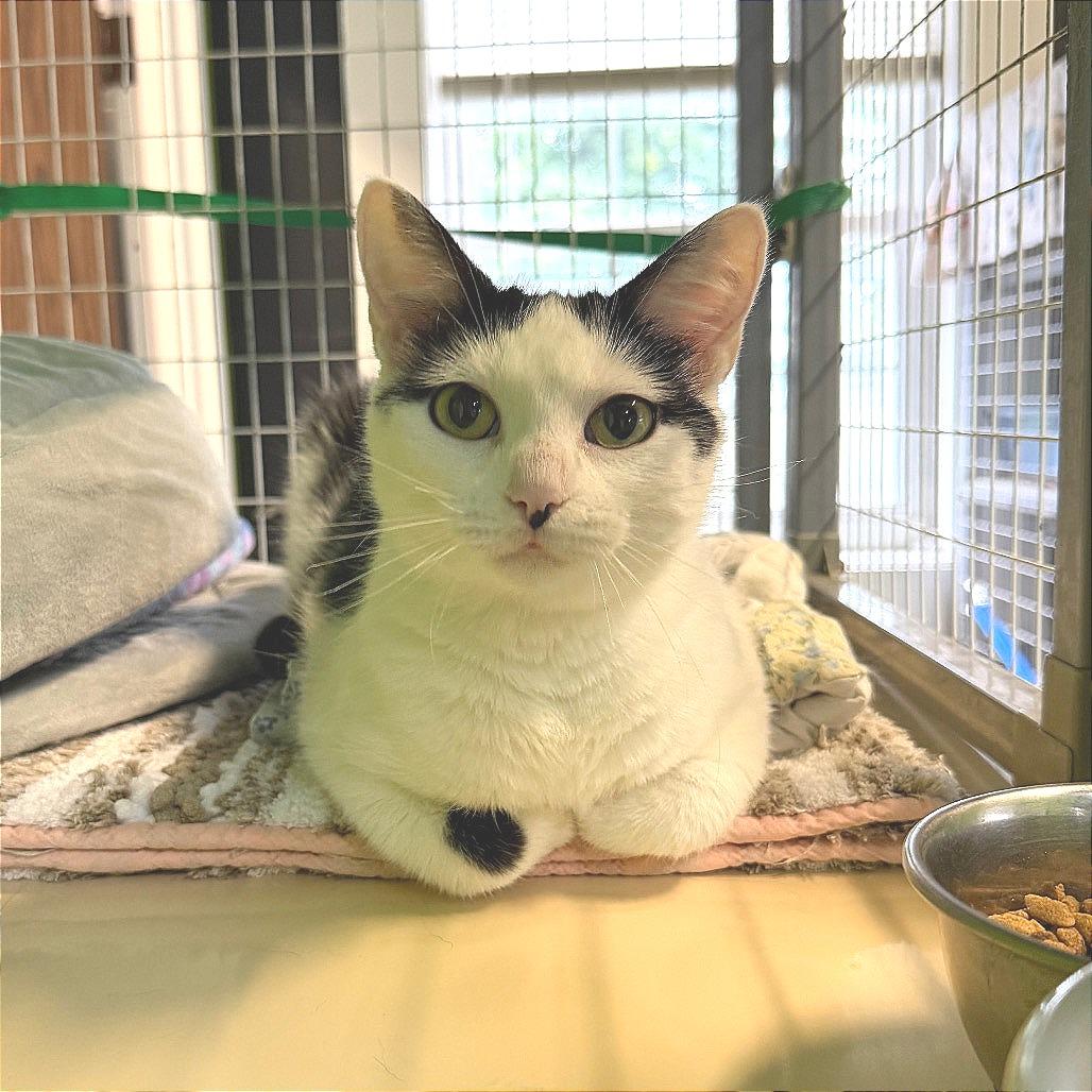 Enlarge Karina, a Adoptable Domestic Short Hair in Edwardsville, IL image 5/6