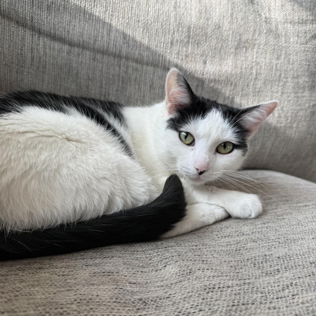 Karina, Adoptable, Adult Female Domestic Short Hair.
