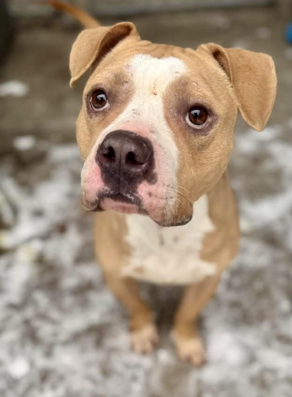 Chunk — thumbnail 4