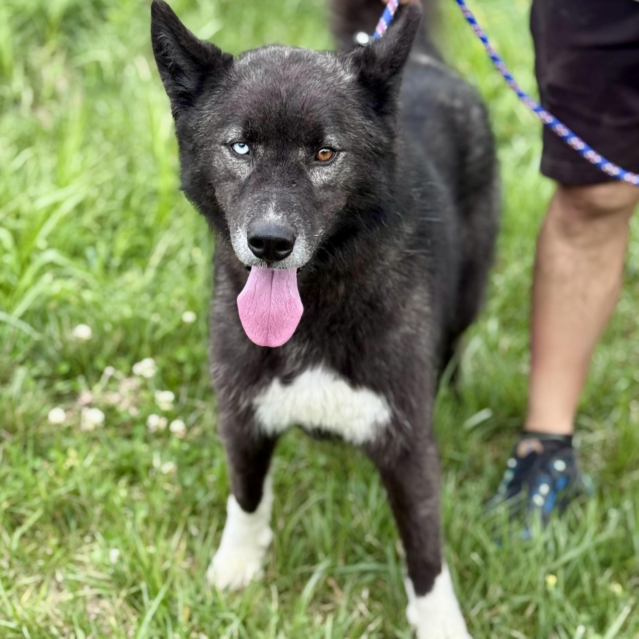 YUKON, a ADOPTABLE Siberian Husky in Wilmington, OH image 2/4