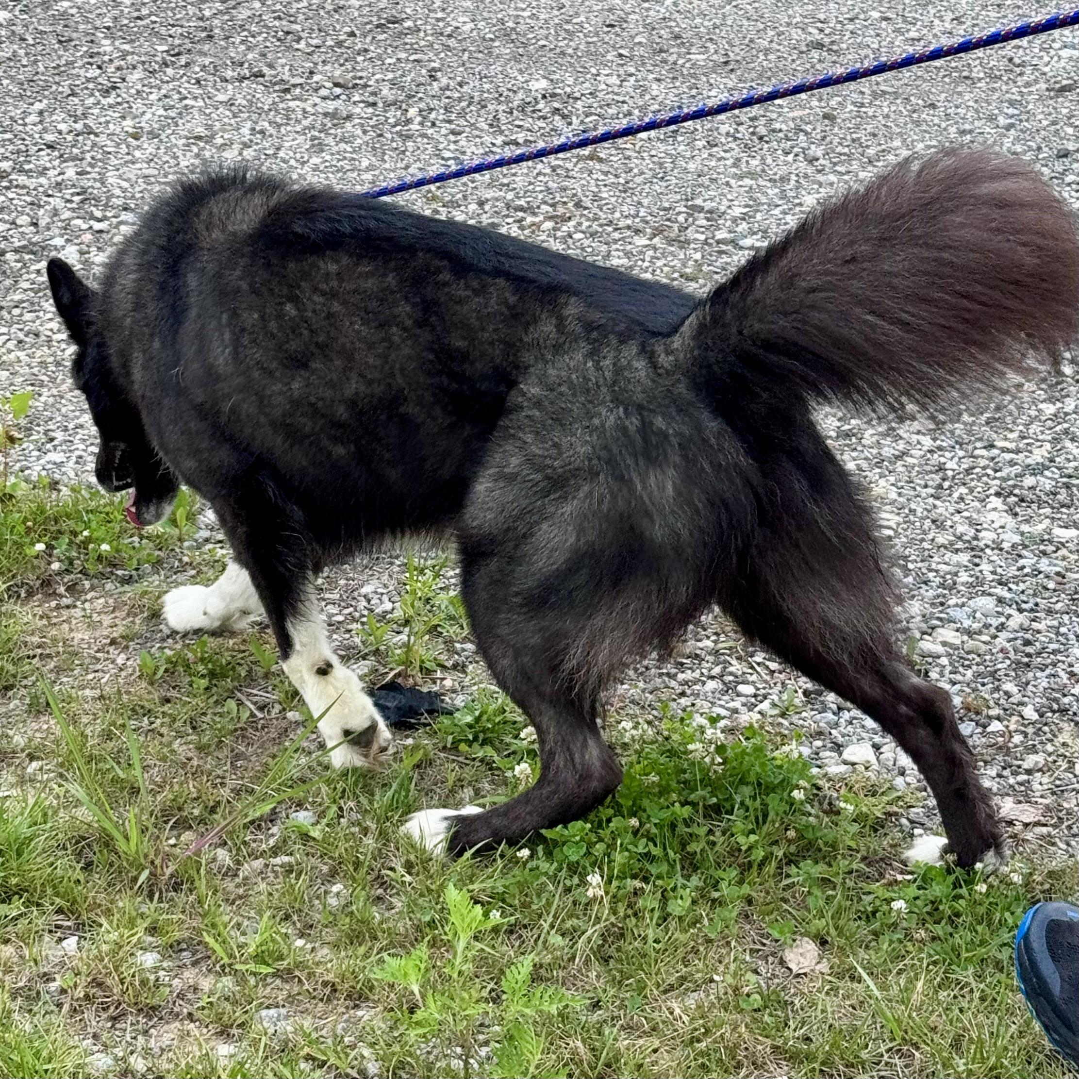 YUKON, a ADOPTABLE Siberian Husky in Wilmington, OH image 3/4