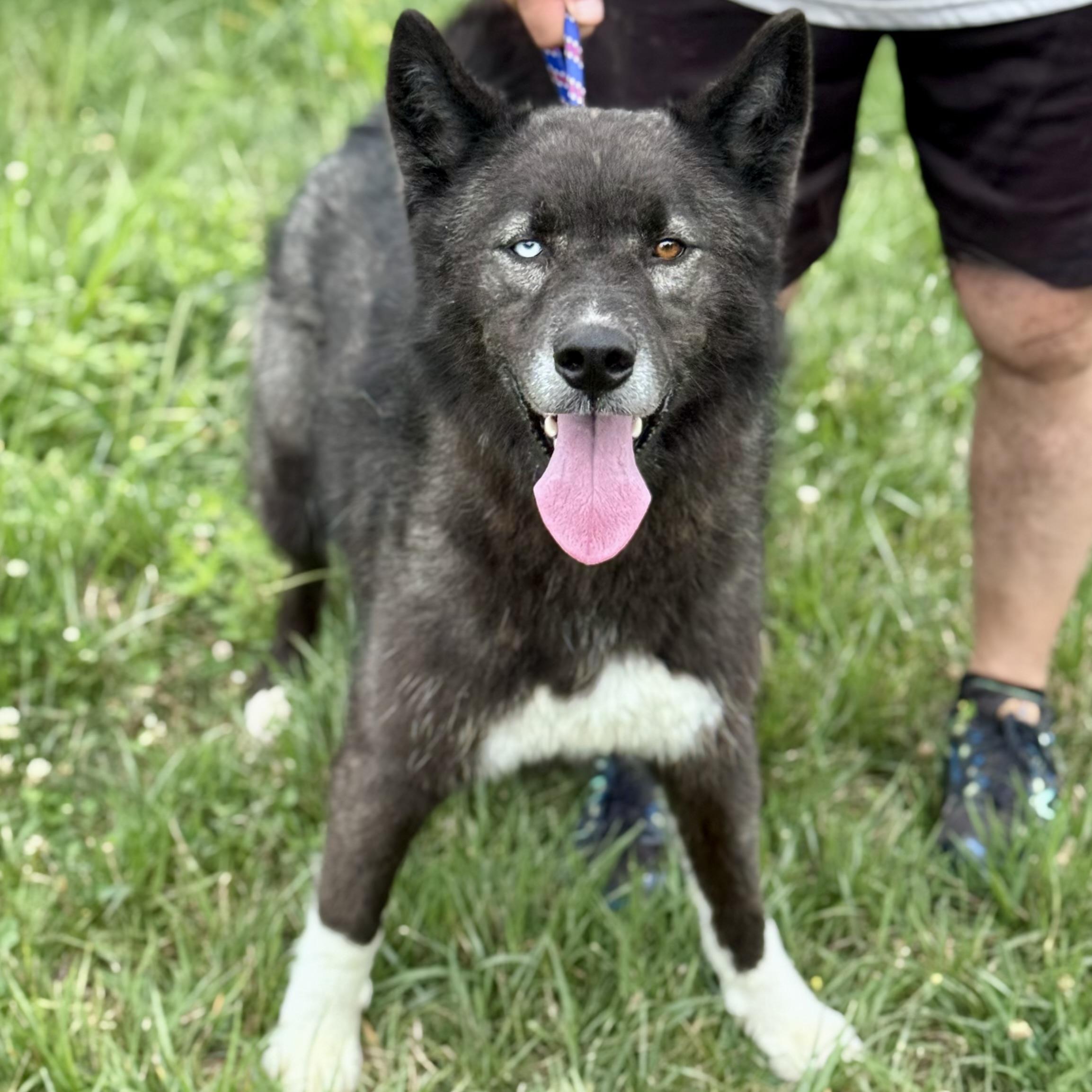 YUKON, ADOPTABLE, Adult Male Siberian Husky.