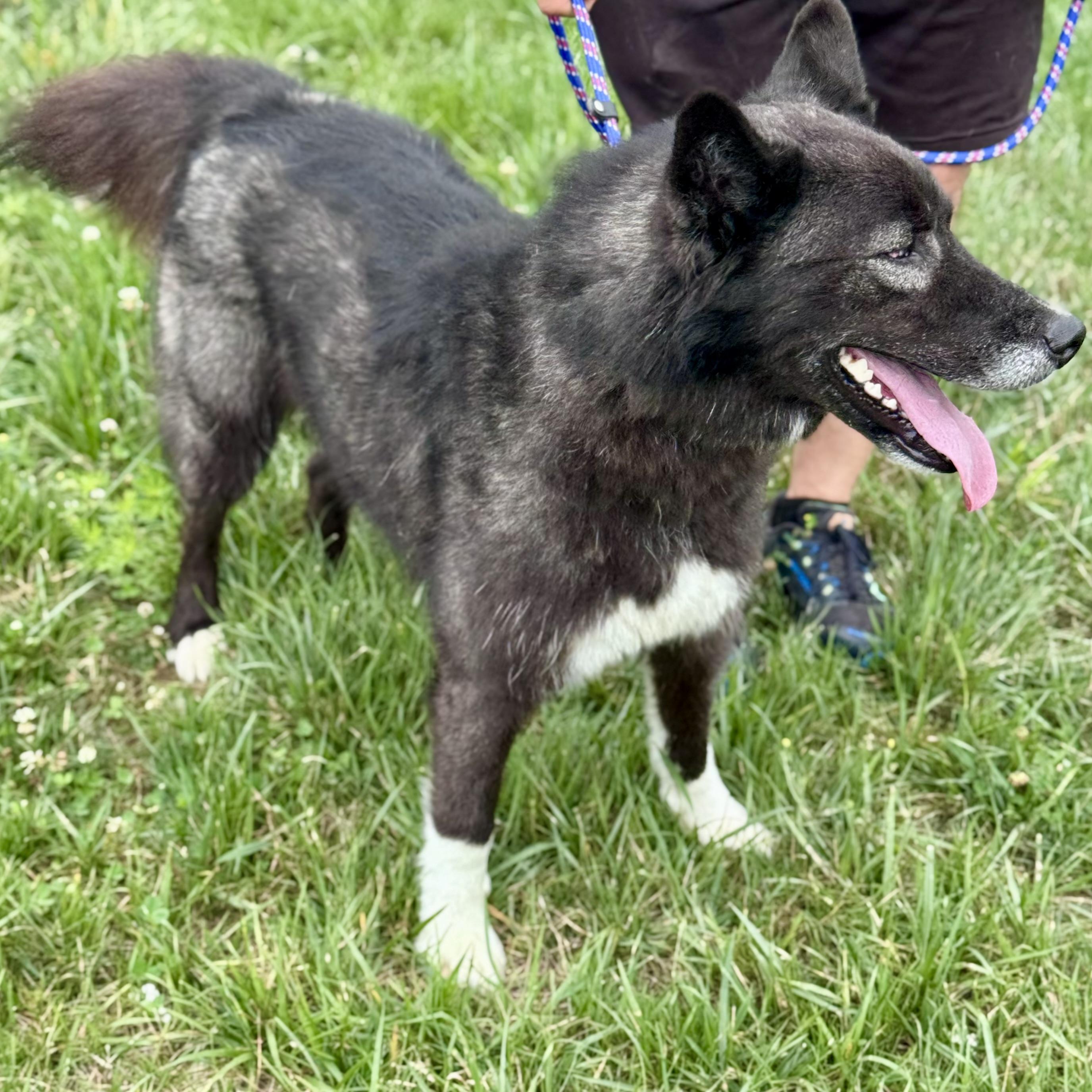 YUKON, a ADOPTABLE Siberian Husky in Wilmington, OH image 4/4