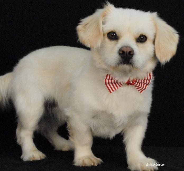Hobo, adopted, Adult Male Shih Tzu.