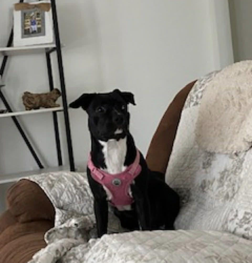 Enlarge Daisy Mae, a Adoptable American Staffordshire Terrier in Panama City, FL image 1/1