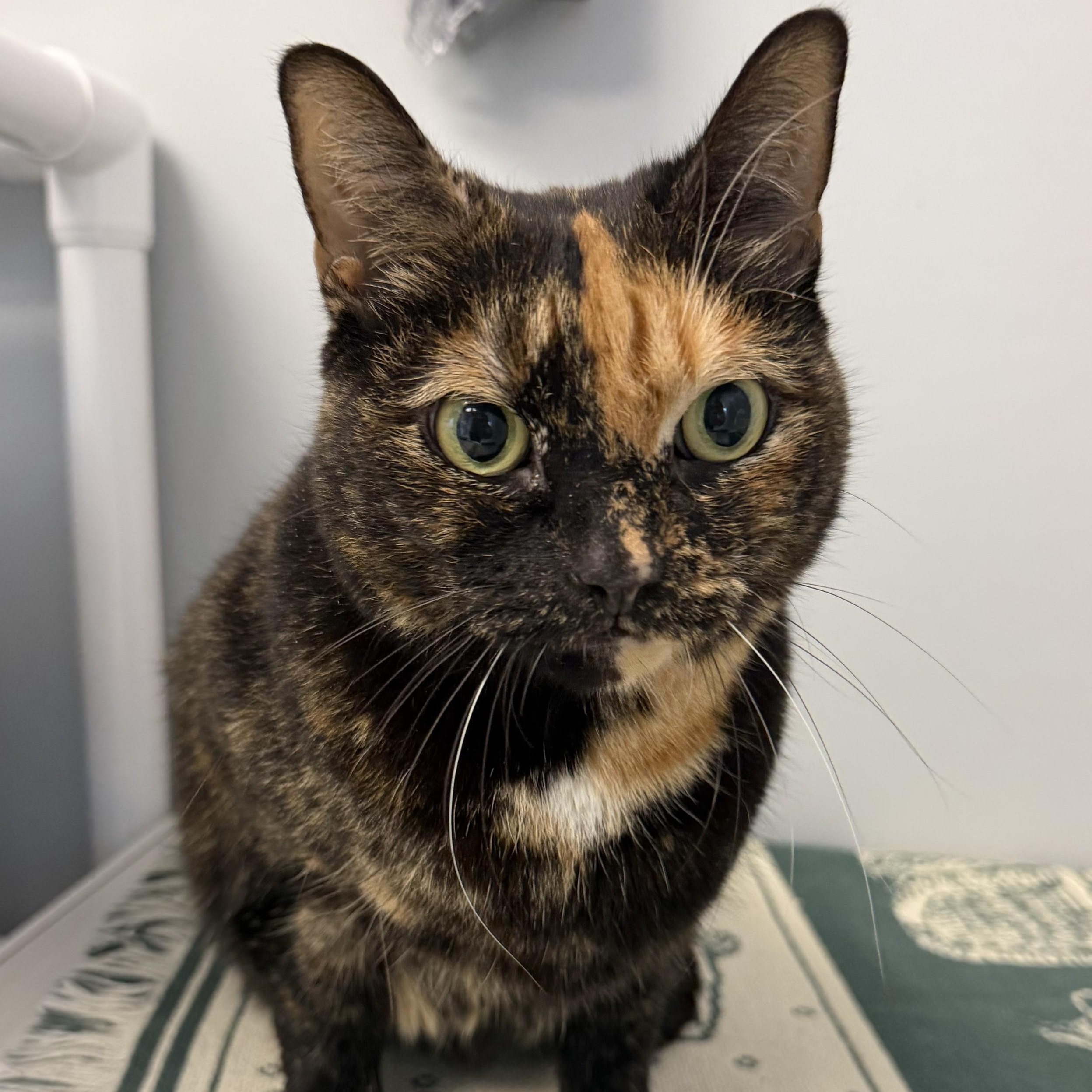 Mary, Adoptable, Adult Female Domestic Short Hair.