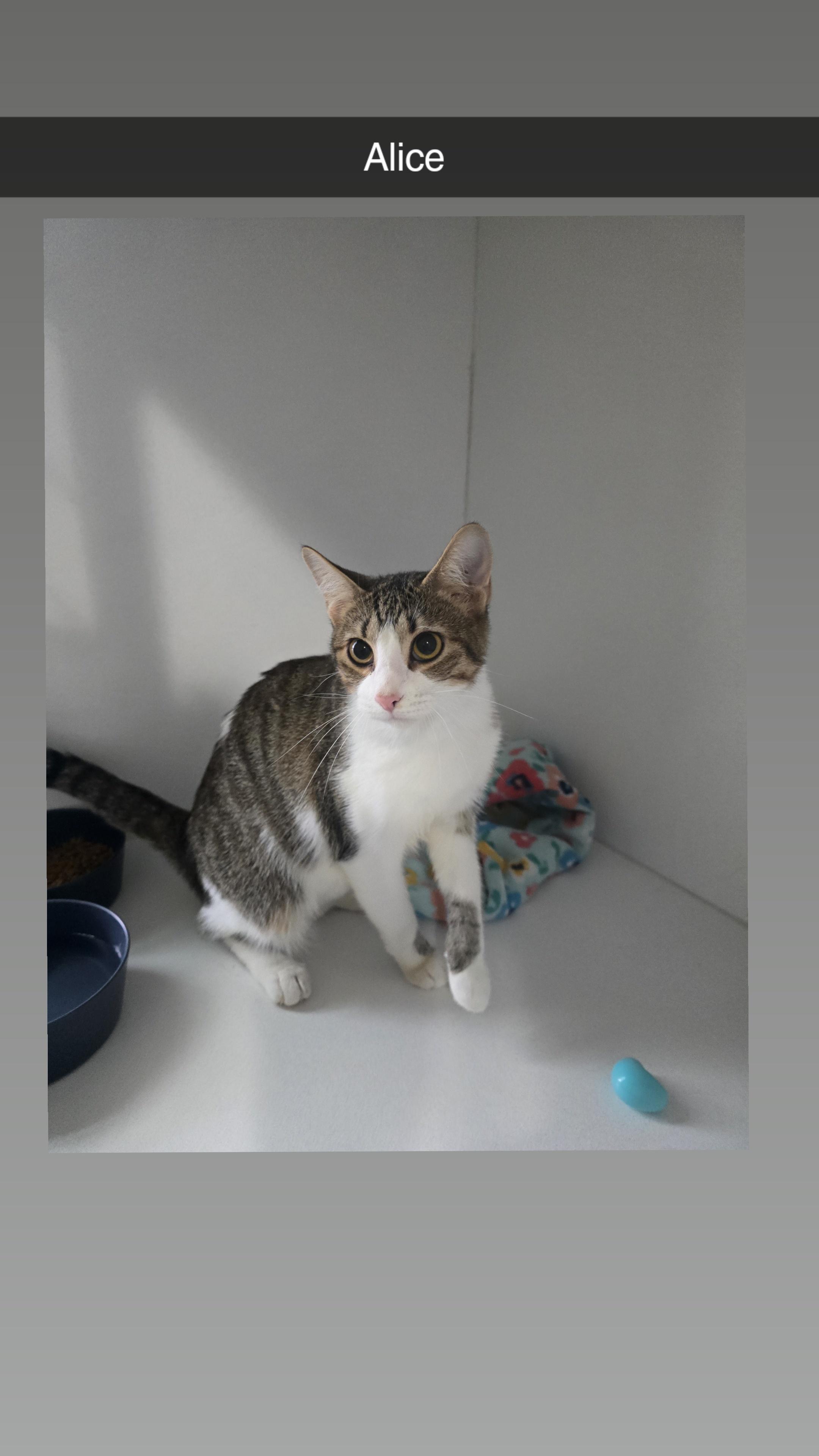 Alice, adopted, Young Female Domestic Short Hair.