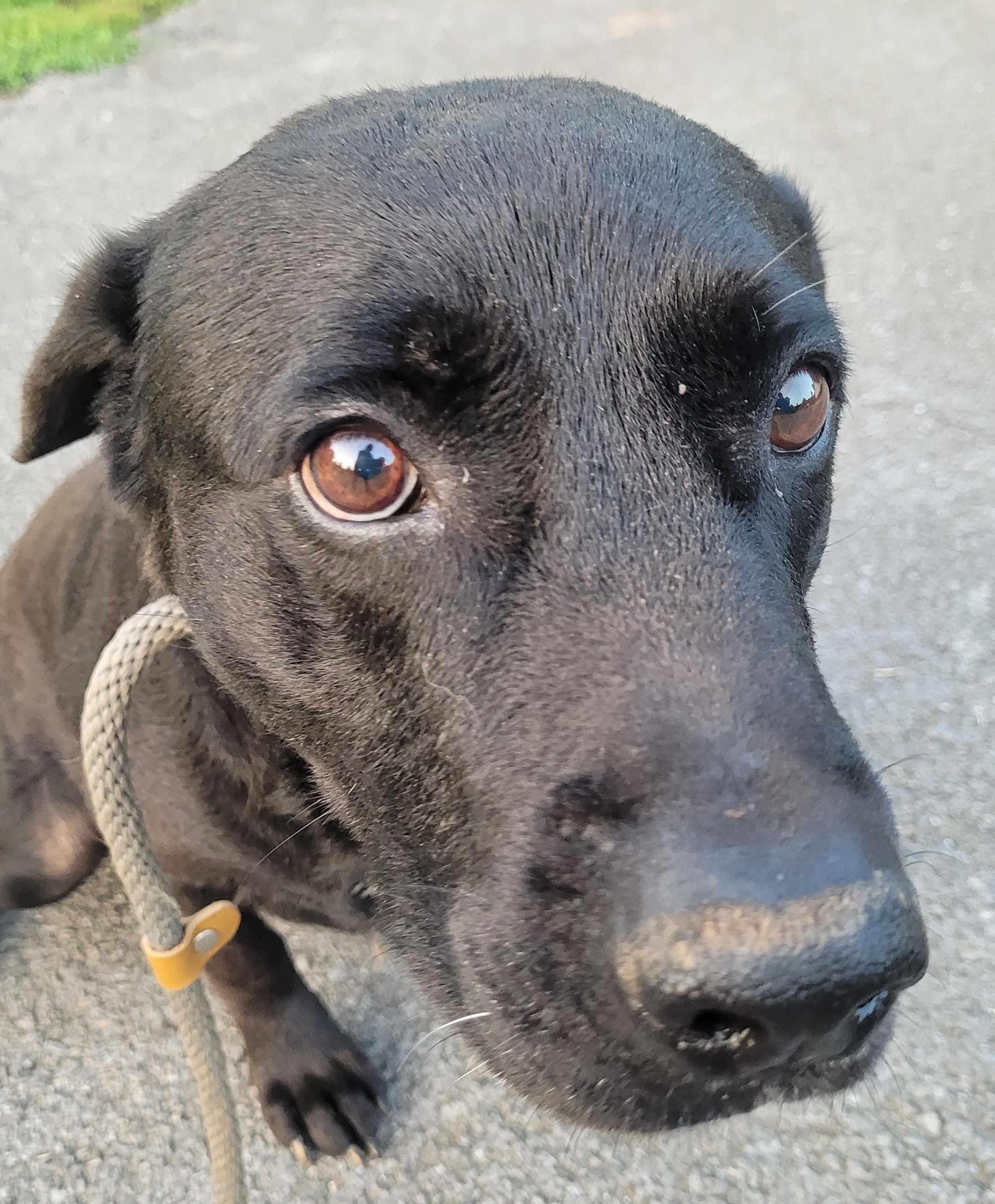 Enlarge Pickles 4, a ADOPTABLE mixed breed in Killingworth, CT image 2/6