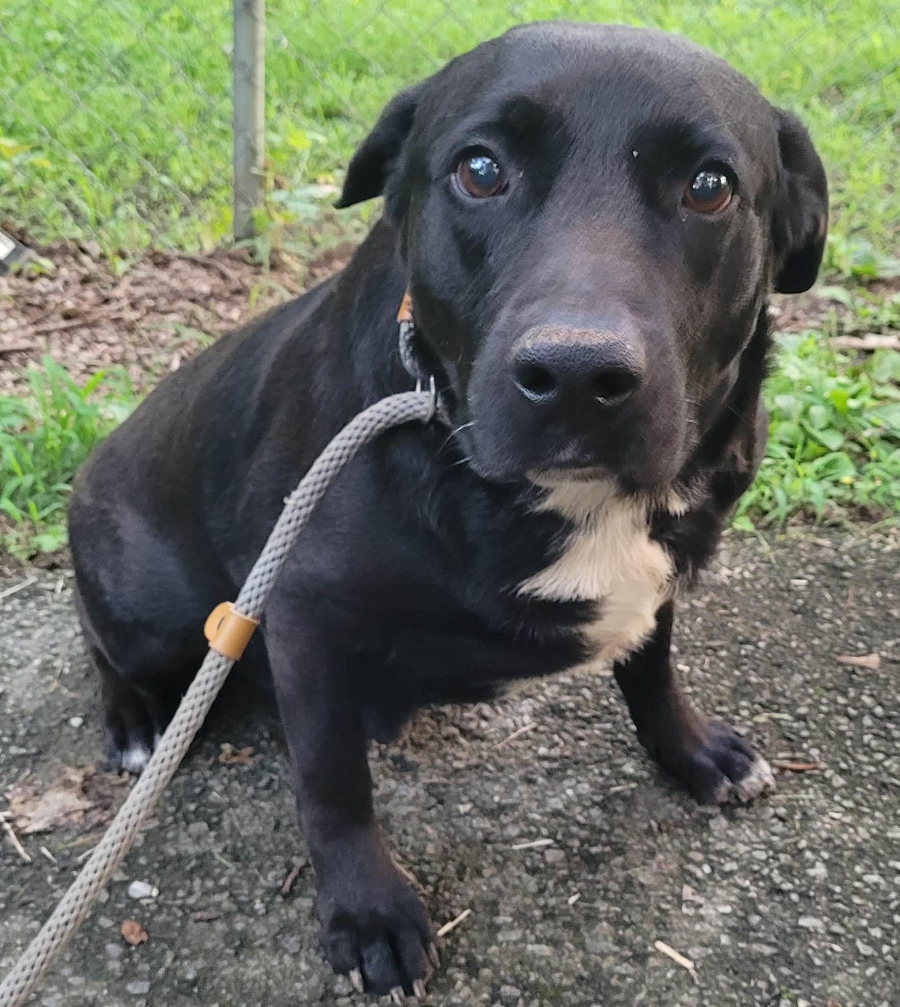 Enlarge Pickles 4, a ADOPTABLE mixed breed in Killingworth, CT image 1/6