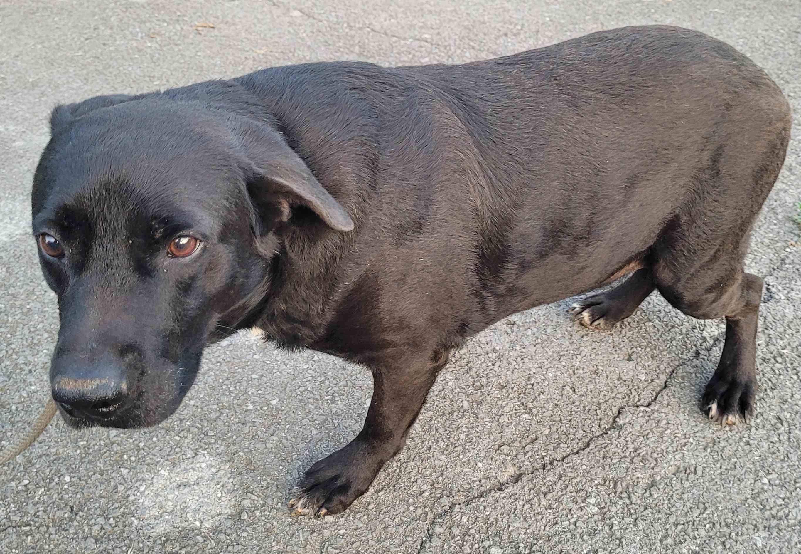 Enlarge Pickles 4, a ADOPTABLE mixed breed in Killingworth, CT image 3/6