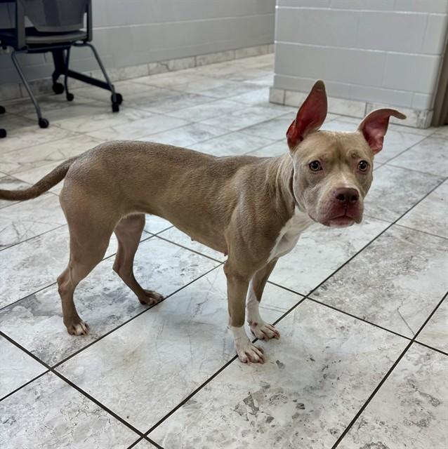 Enlarge CHERRY, a Adoptable mixed breed in Kalamazoo, MI image 1/1